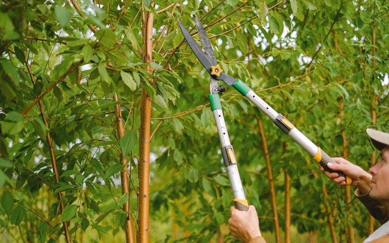 Tree trimming in North Troy, VT