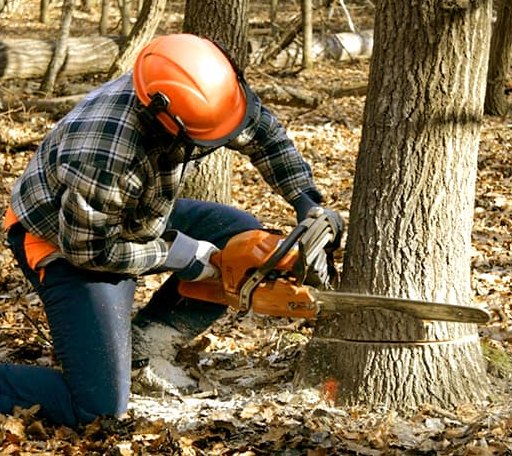 Tree Removal in North Troy, VT